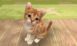 ꡼ No.007Υͥ / 3DSΩɽǡ̾ϤɤޤѤΤ֥ Υ 3DʲΡˡסnintendogs + catsס֤ɤ֤ĤοʲΡˡץݡ