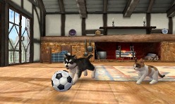 ꡼ No.008Υͥ / 3DSΩɽǡ̾ϤɤޤѤΤ֥ Υ 3DʲΡˡסnintendogs + catsס֤ɤ֤ĤοʲΡˡץݡ