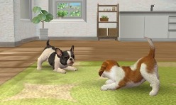 ꡼ No.009Υͥ / 3DSΩɽǡ̾ϤɤޤѤΤ֥ Υ 3DʲΡˡסnintendogs + catsס֤ɤ֤ĤοʲΡˡץݡ