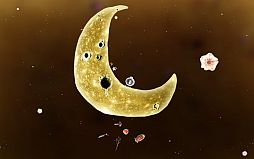 画像ギャラリー No.001のサムネイル画像 / 「PLAYISM」,Amanita Designの最新作「Botanicula」の配信を開始