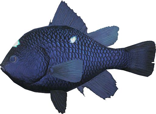 画像ギャラリー No.001のサムネイル画像 / 「ファミリーフィッシング」,2月8日に「ミツボシクロスズメダイ」が放流予定