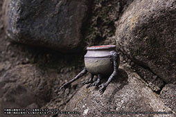 ꡼ No.011Υͥ / ELDEN RING ե奢ס缡꡼ݡΰۤʤƤ뾮פ䥯ꥢѡĤΡùϺΰ䳥פѰ