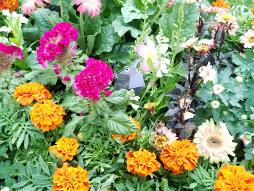 画像ギャラリー No.016のサムネイル画像 / 食いしん坊な黄ピクミンと杜の都をおさんぽ! リアルイベント「Pikmin Bloom Journey 2025:仙台」体験レポート