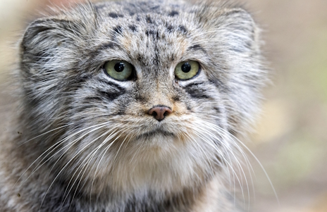 ���������꡼ No.004�Υ���ͥ������ / �����ǸŤ�ǭ���ޥ̥�ͥ�����Ρ�Path of the Abyss�ץ�ӥ塼������������Steam����