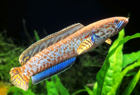 画像ギャラリー No.010のサムネイル画像 / 脱走名人レインボースネークヘッドさんの「Dystopika」レビュー。えーあい!Steam広場