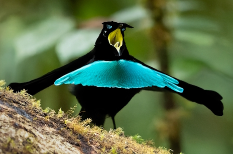 画像ギャラリー No.002のサムネイル画像 / 踊りが得意なカタカケフウチョウさんの「Neva」レビュー。えーあい!Steam広場