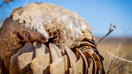 画像ギャラリー No.002のサムネイル画像 / 鎧で身を守るサバンナセンザンコウさんの「Heroes of Hammerwatch II」レビュー。えーあい!Steam広場