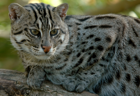 ���������꡼ No.026�Υ���ͥ������ / �ˤ������դʥ��ʥɥ�ͥ�����Ρ�Orcs Must Die! Deathtrap�ץ�ӥ塼������������Steam����