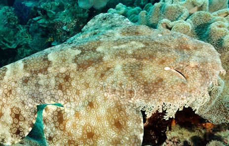 画像ギャラリー No.018のサムネイル画像 / 海底に擬態するアラフラオオセさんの「Blood Typers」レビュー。えーあい!Steam広場