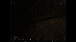 What Happened to Lily?