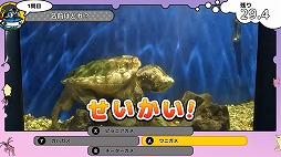 画像ギャラリー No.005のサムネイル画像 / アザラシやタツノオトシゴを好きなだけ観察できる。知育ゲーム「いつでも伊勢シーパラダイス 距離感ゼロの水族館図鑑」Switch向けに11月20日発売