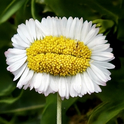 ���������꡼ No.002�Υ���ͥ������ / �ֹ�������Ÿ�פ��ݤ������С����Ƥӽ��뤷��Ÿ����ֶ��ݿ�Ÿ�ס�7��18�����鳫�ŷ��ꡣ���������å����䤬��������